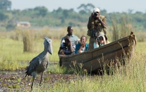 shoebill stork 1 Day Mabamba Bird Watching Tour