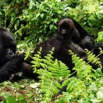 Mountain Gorillas in Bwindi-3 Days Gorilla Trekking Bwindi Tour
