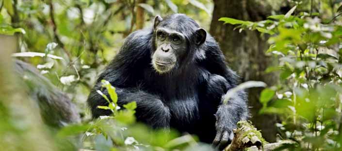 5 days Uganda Primates and wildlife Safari