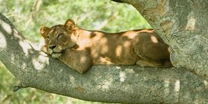 Tree-Climbing lion on 3 Days Queen Elizabeth Wildlife Safari