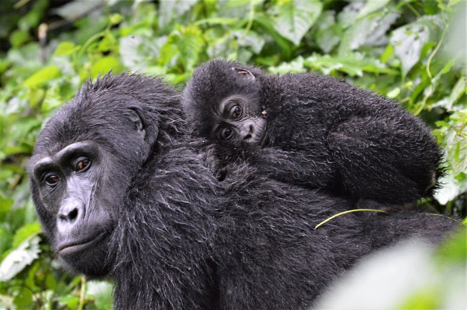 Mountain Gorilla Baby Boom In Uganda bwindi
