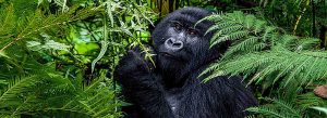 3 days gorilla trekking Uganda
