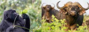 7 days Uganda wildlife and primates safari