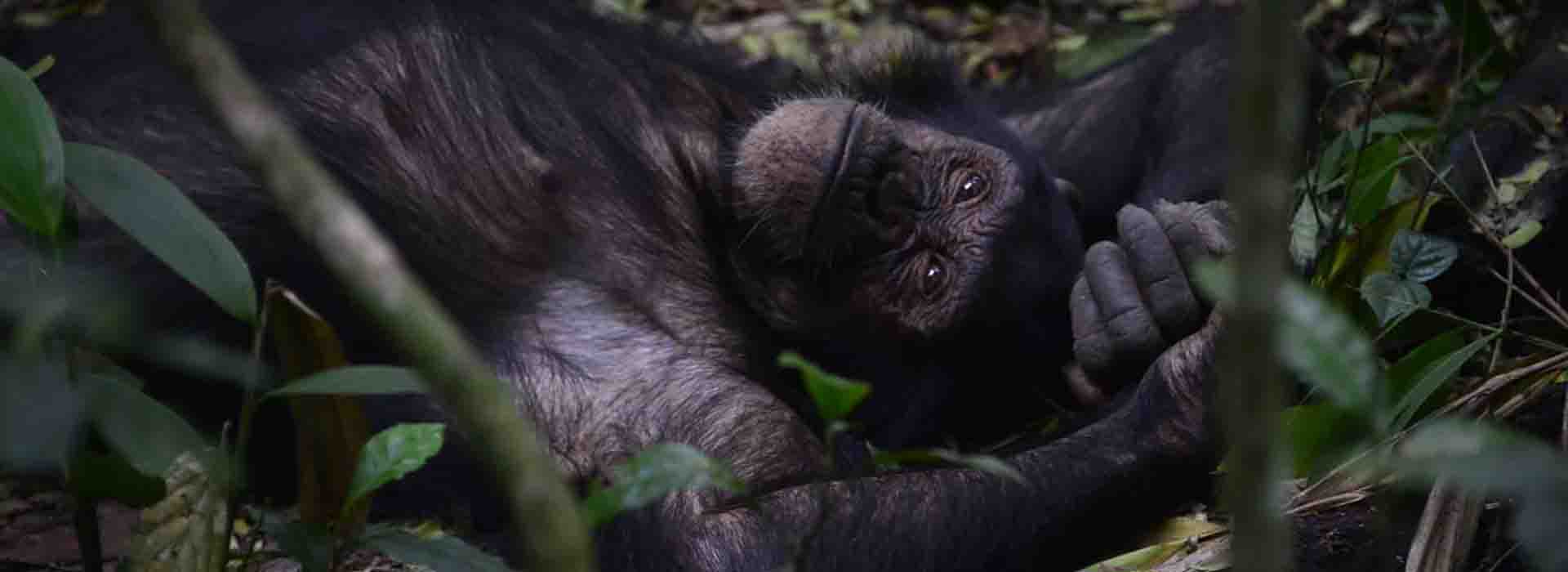 5 Days Uganda Primates Tour chimpanzee trekking