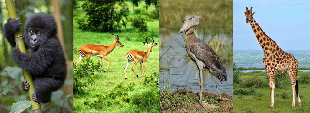 15 days Best of Uganda Safari