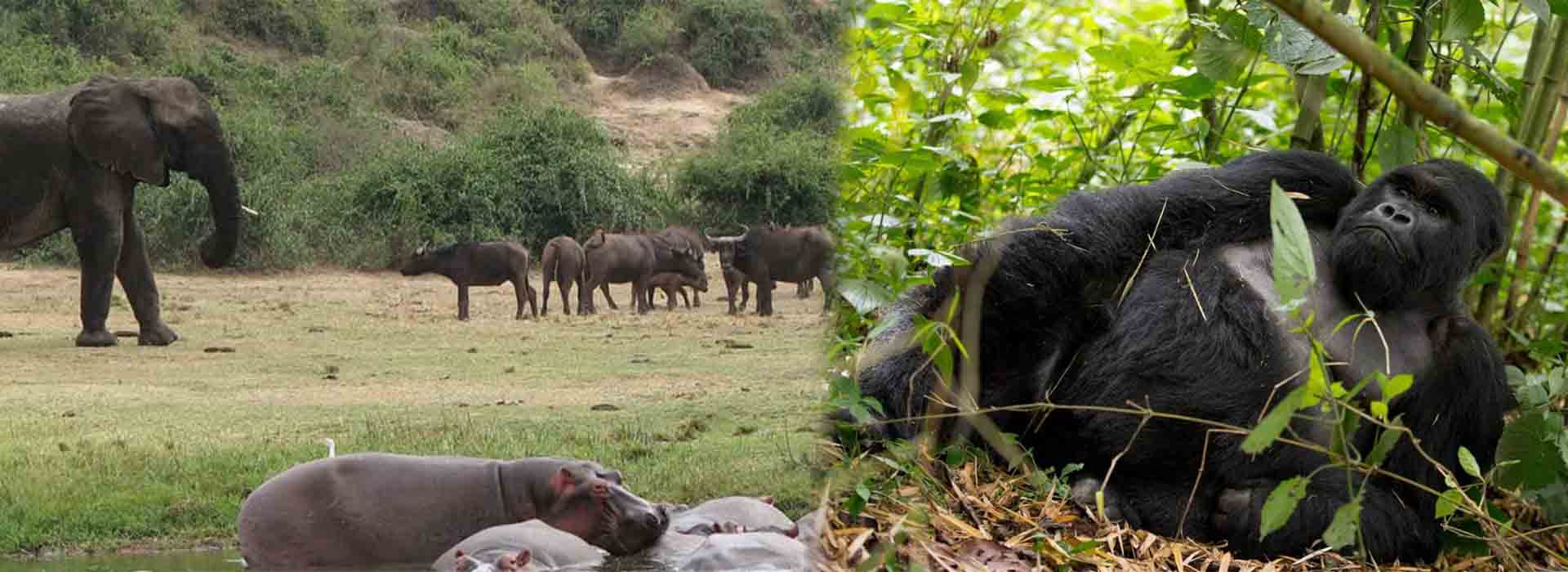 5 Days Uganda Gorilla and Wildlife Safari