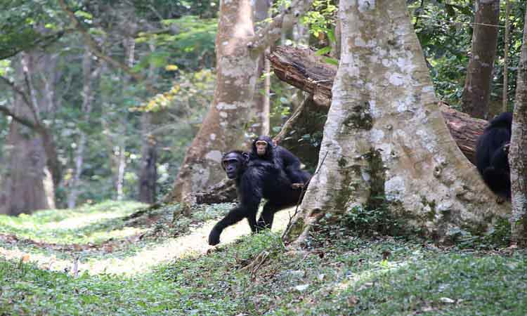 Chimpanzees in Kyambura Gorge