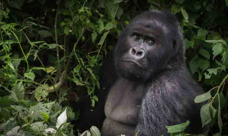 Mountain Gorillas in Bwindi