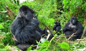 gorilla trekking experiences in Rwanda