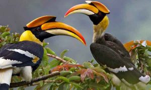Bird Watching Safari In Uganda