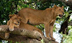 Tree climbing lions in queen