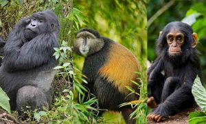 Uganda Primates Tour