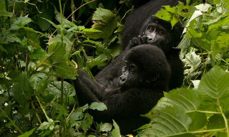 2 Days Luxury Gorilla Trekking Uganda from Kigali