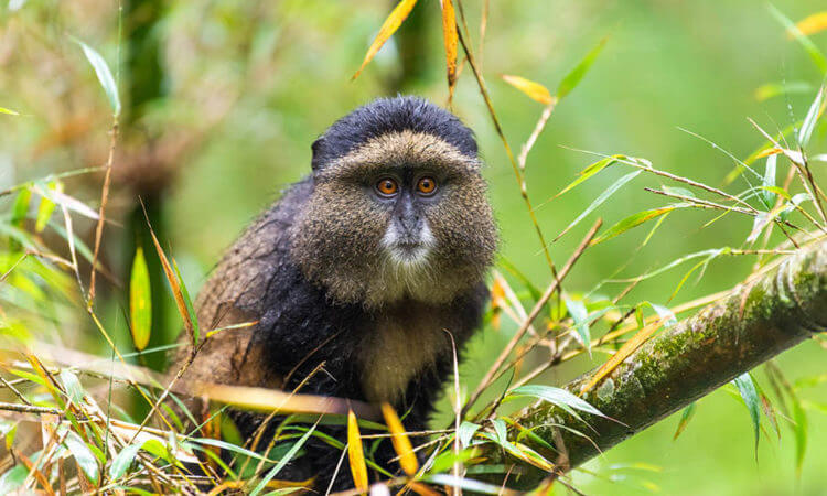 4 Days Golden Monkeys and Gorilla Trekking Safari