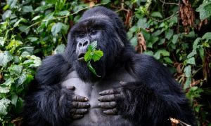 Luxury Uganda Gorilla Safaris