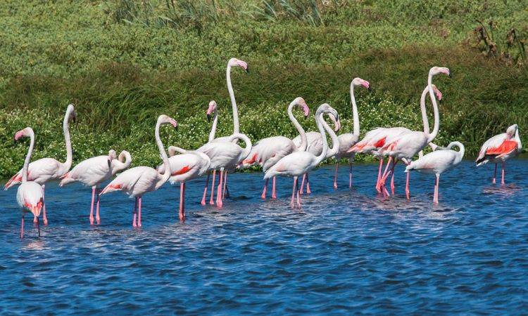 Flamingos in Queen
