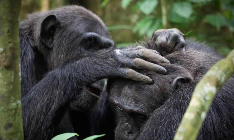 Kibale chimpanzees