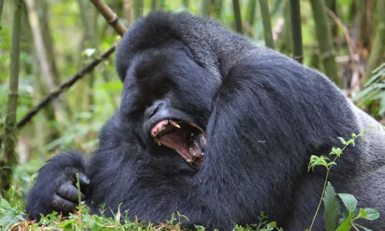 Size of a Silverback Gorilla