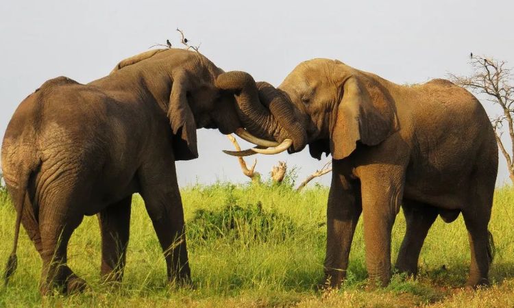 Elephants on Murchison Falls