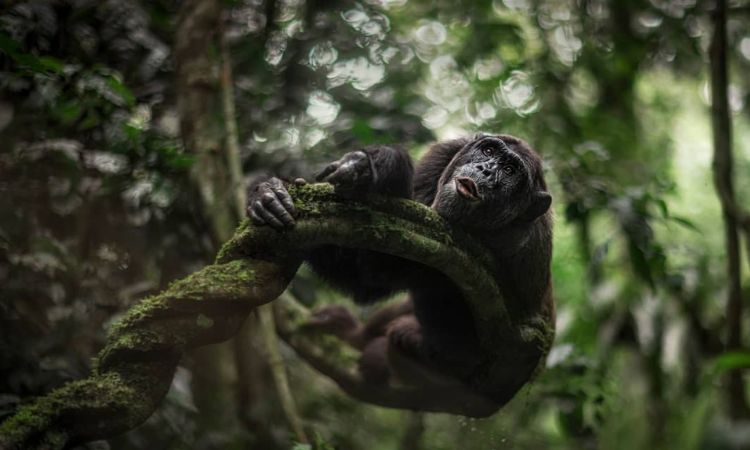 Chimpanzee Safari Uganda