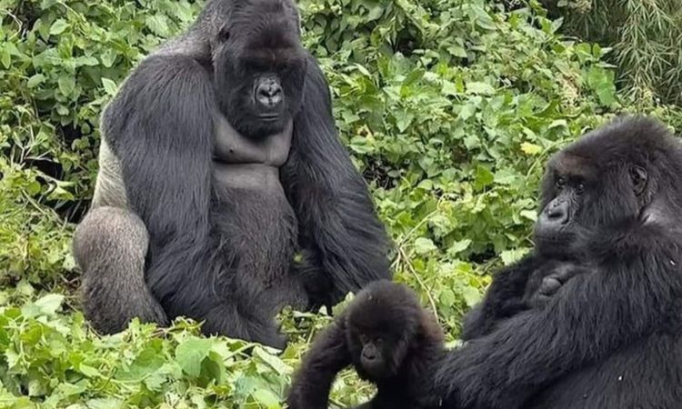 Mountain Gorilla family