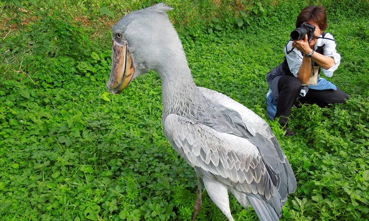 Shoebill Storks Size