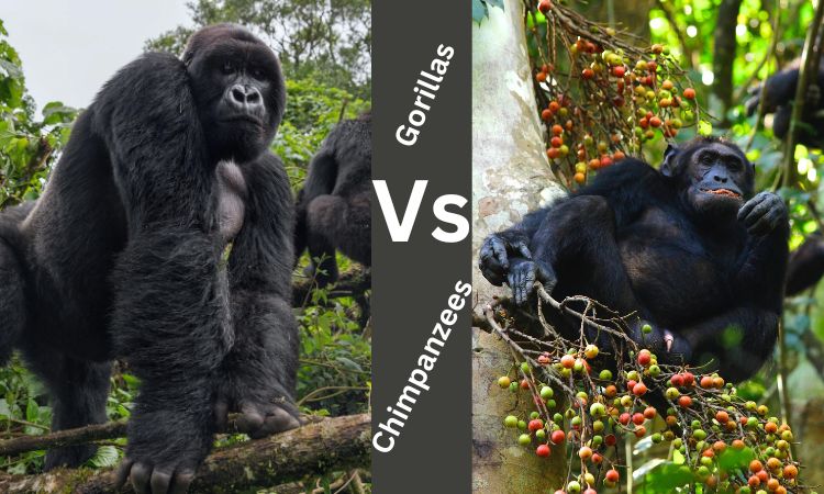 Gorillas Vs Chimpanzees