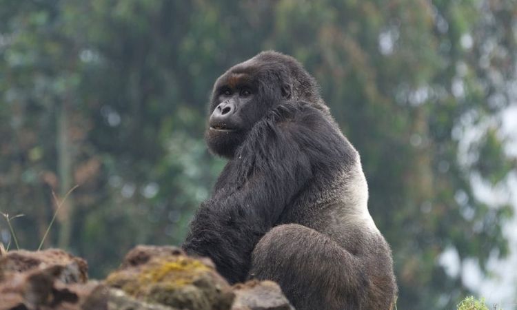 Where Are Mountain Gorillas Found