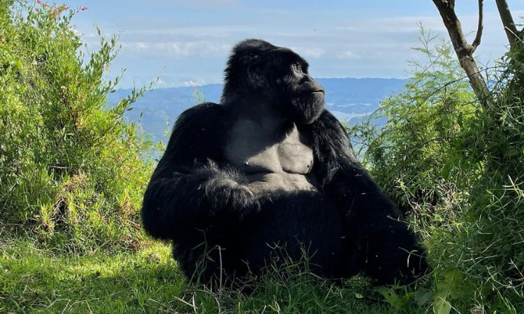 Where do Mountain Gorillas Live