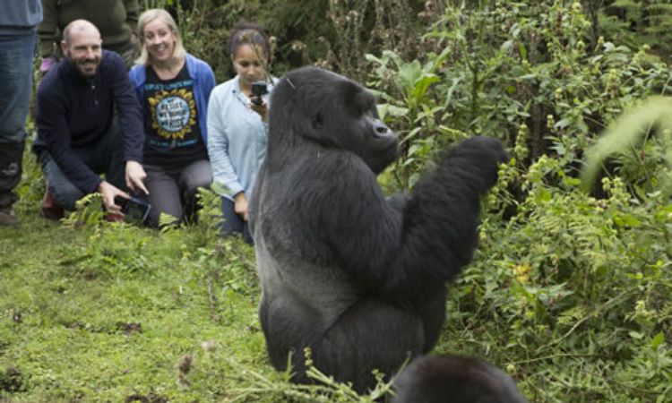 Gorilla Trekking Uganda vs Rwanda