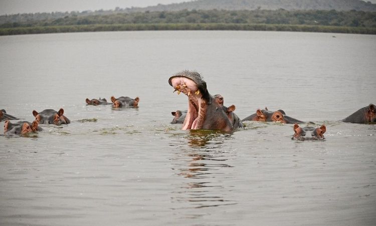 Hippos in Lake Mburo
