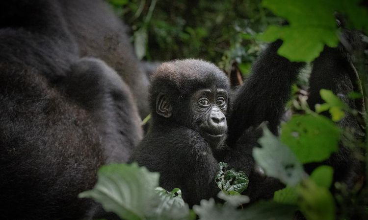 New Gorilla Families Opened for Trekking in Bwindi