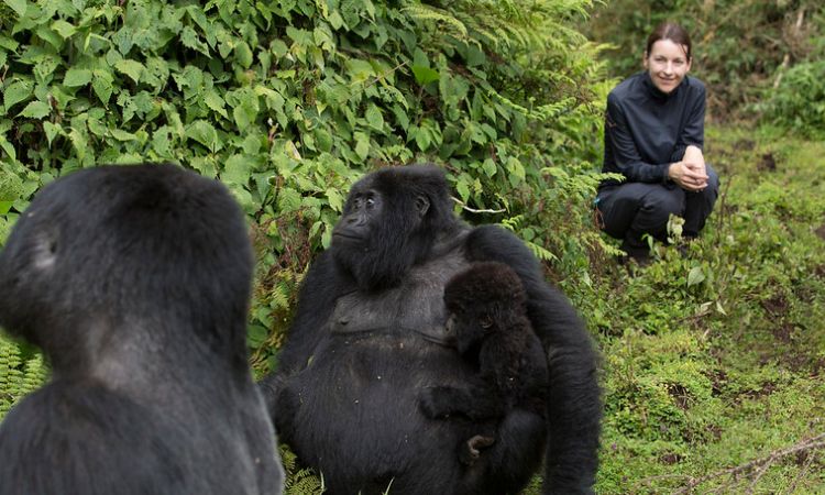 Are mountain gorillas only in Africa