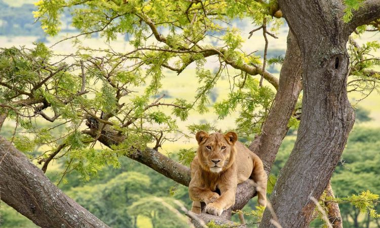 Animals in Uganda National Parks