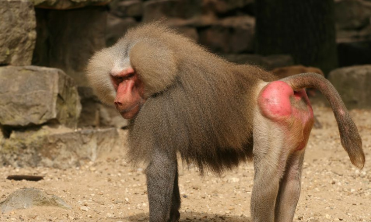 Baboon Buttocks