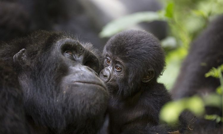 Female Gorillas