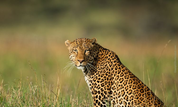 Animals in Uganda National Parks
