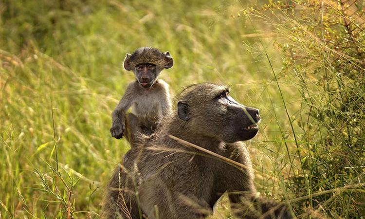 Chacma Baboon Weight 