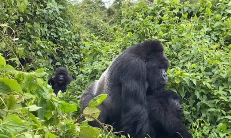 Do Gorillas Mate with Their Offspring