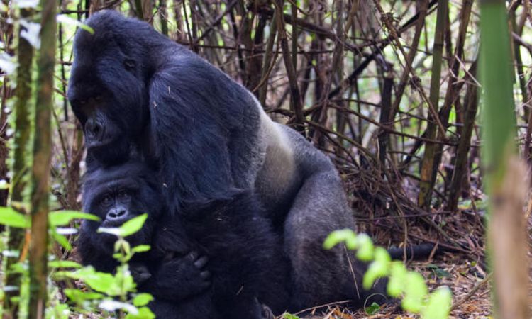 Do Gorillas Mate with Their Offspring