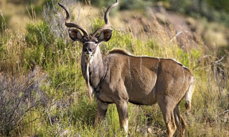 Kudu animal