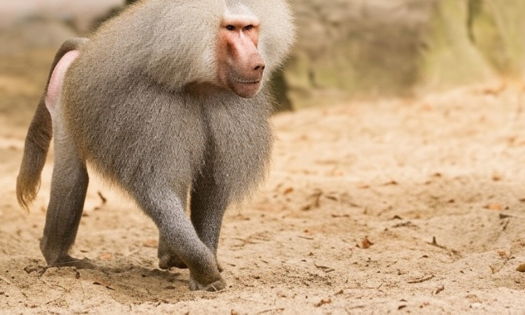 Hamadryas baboon 1 Baboon