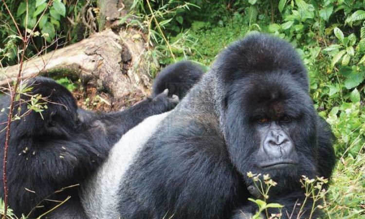 How do female gorillas seduce males