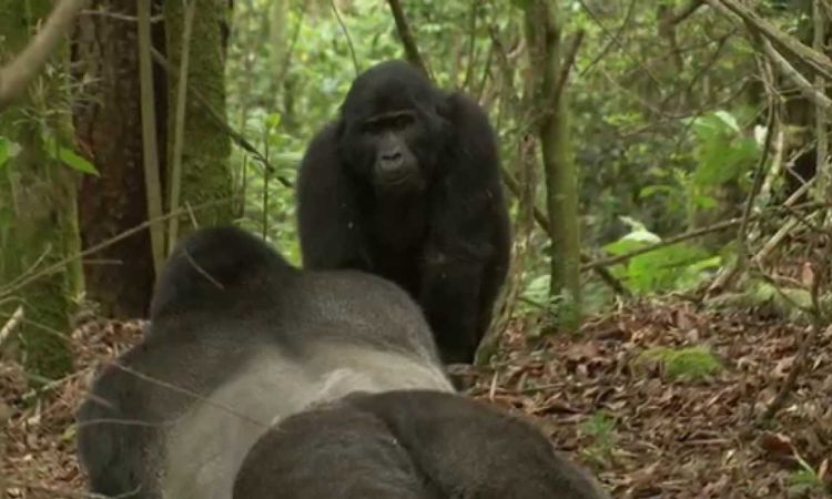 How do female gorillas seduce males