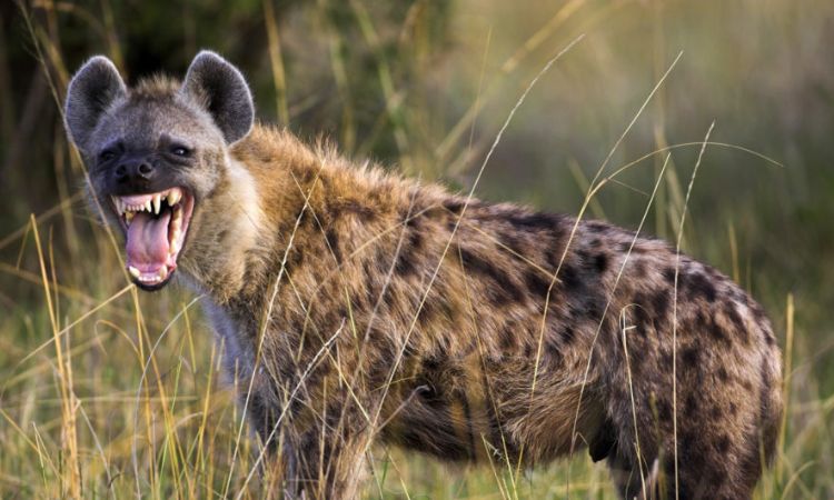 Hyena