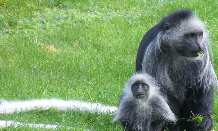 King Colobus