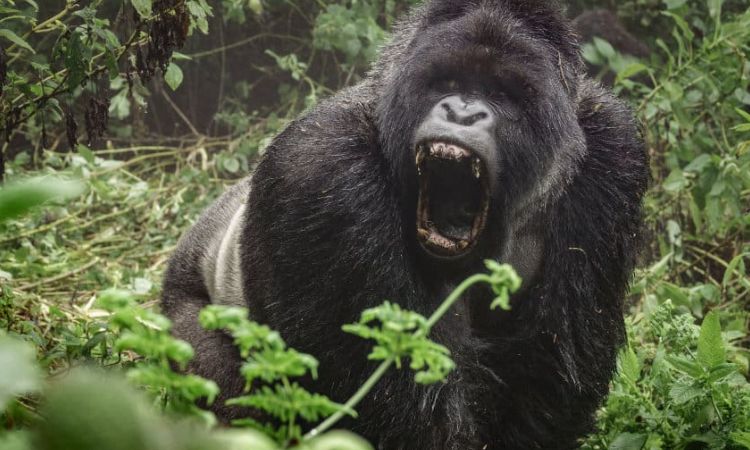 Mountain Gorilla Communication
