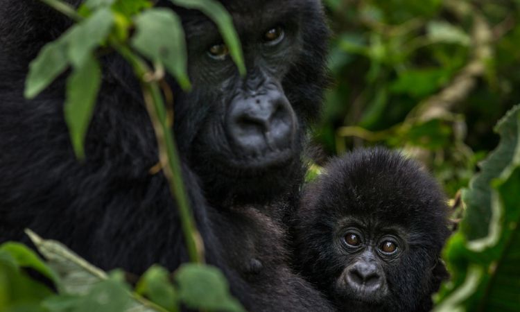 Mountain Gorilla Predators