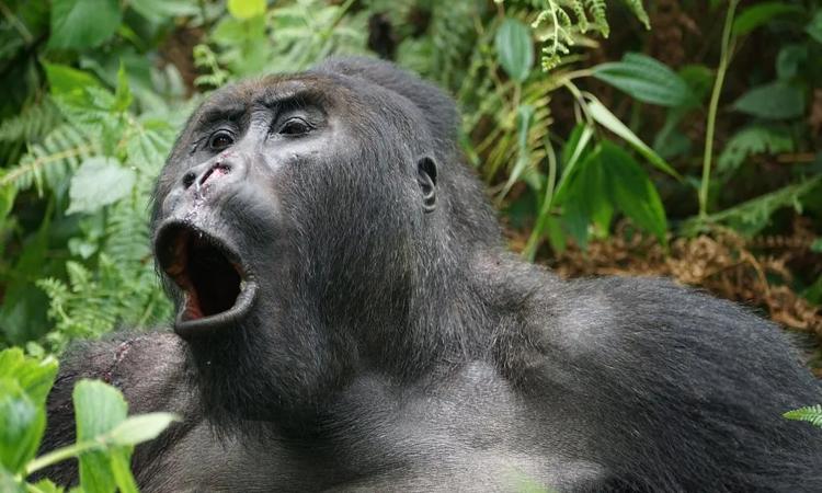 Mountain Gorilla Communication