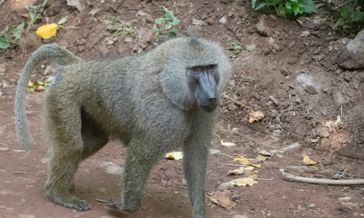 Olive Baboon